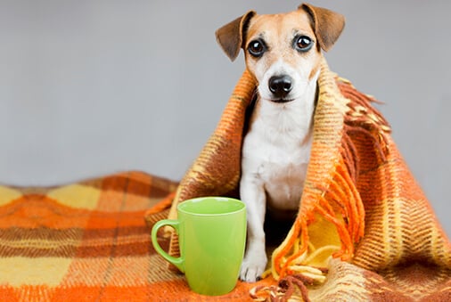 Can Dogs and Cats Catch Colds?