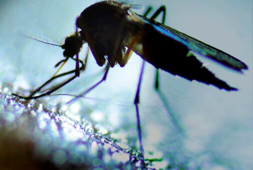 mosquito sucking on skin