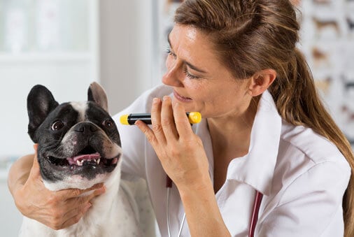 Keeping an Eye on Your Pet’s Vision