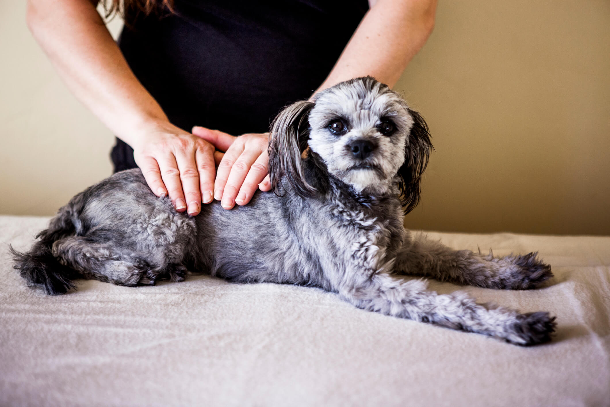 CPR How-To for Pet Parents