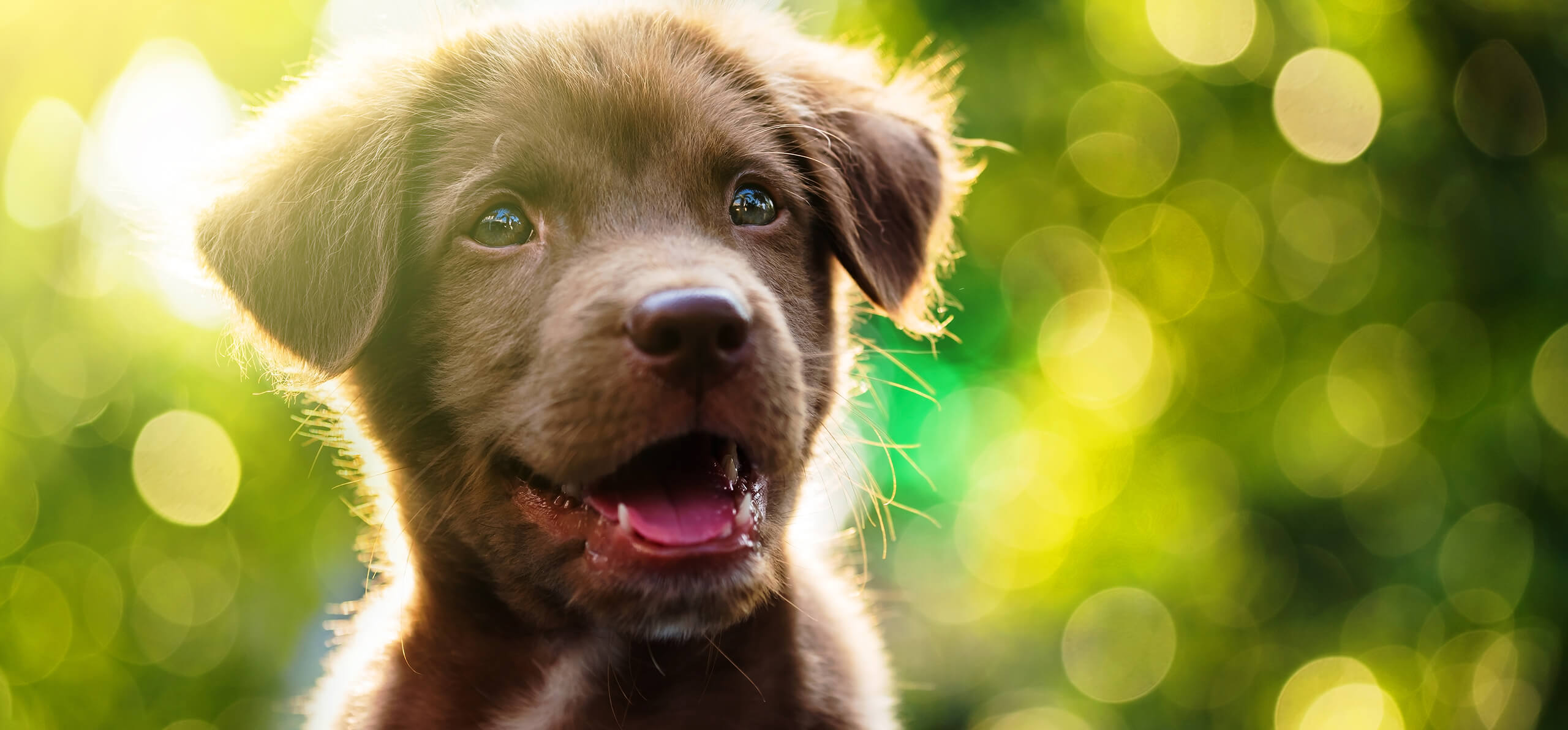 puppy smiling