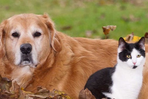 8 Dog & Cat Tips for Fall