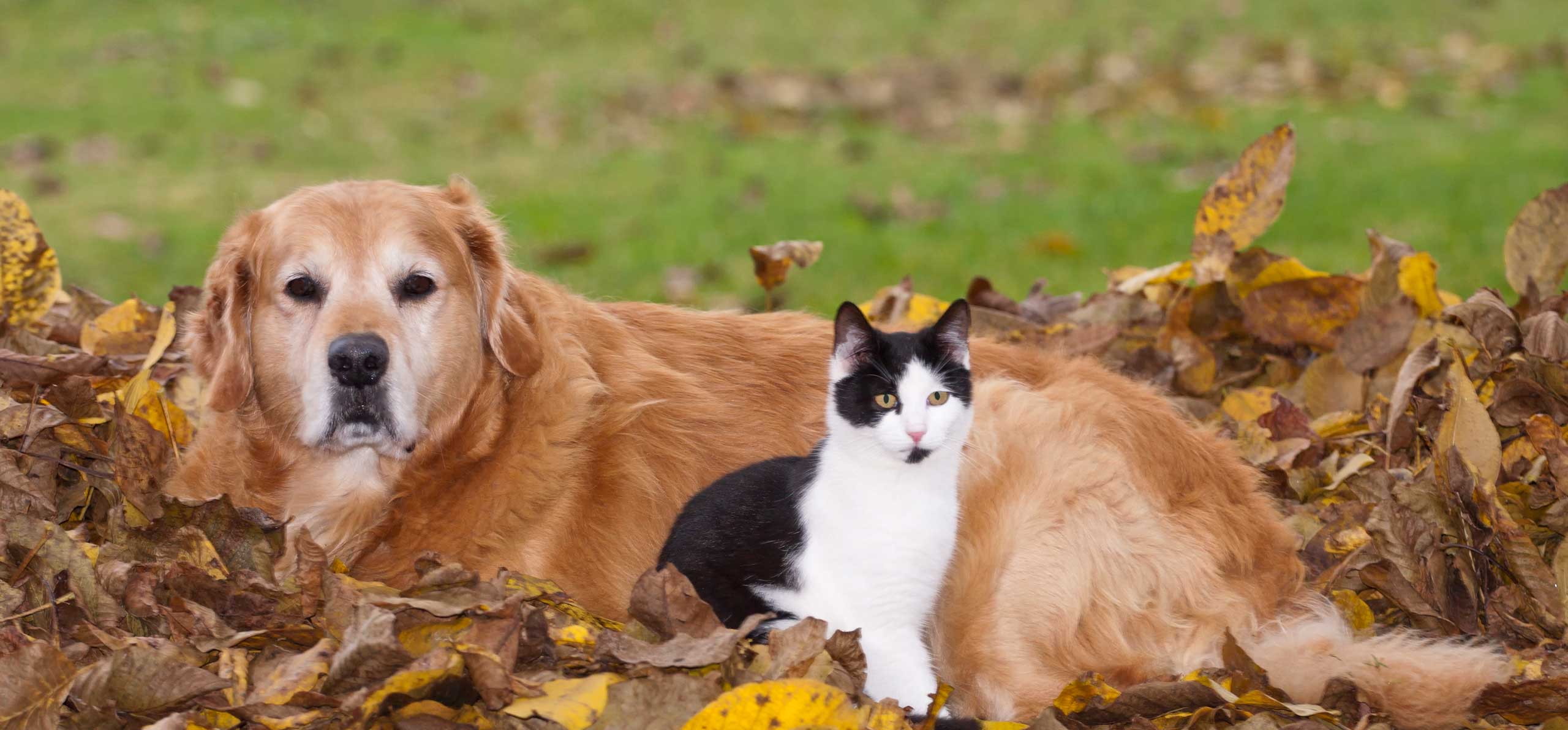 Dog and cat in grass