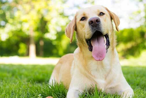 Five Ways to Spring into Good Pet Health