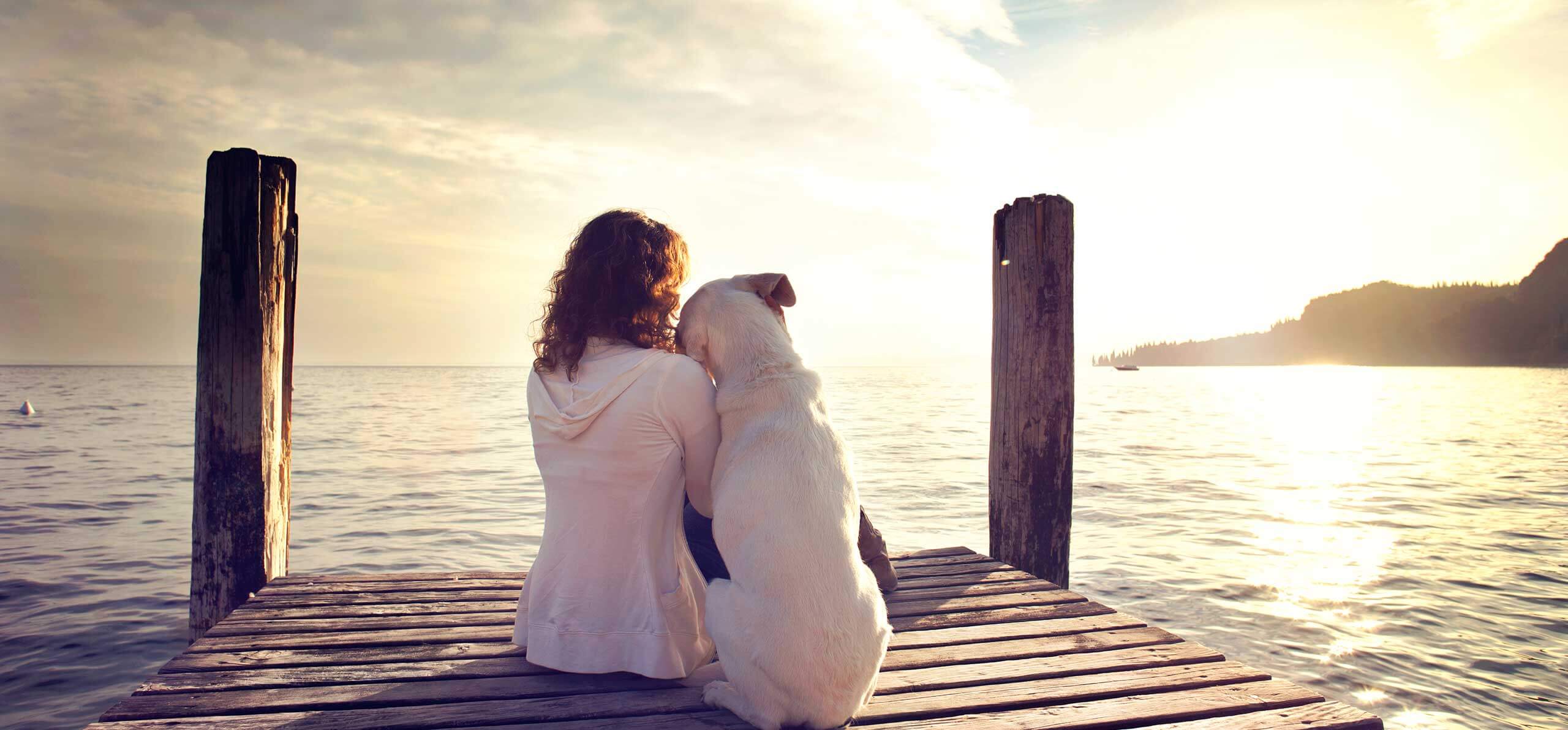 dog resting its head on its owner at the end of a boardwalk during sunset