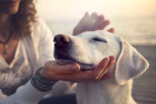 Dogs and Cats are Good for our Health