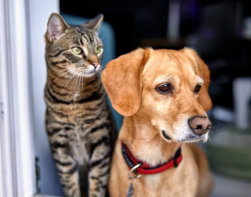 How Do Pets See Color?