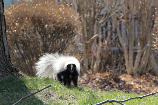 De-skunking Your Little Stinker