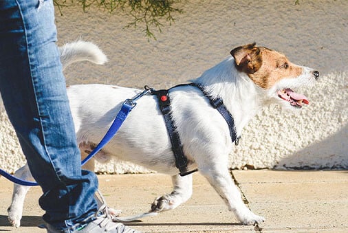 How to Go Green with Your Pet