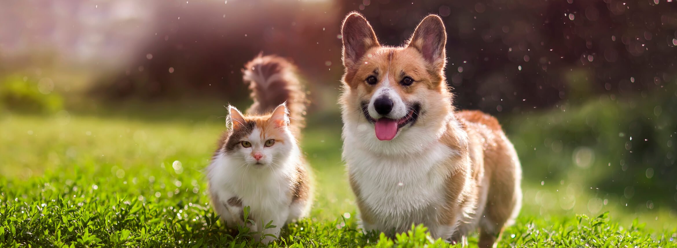 Cat and Dog