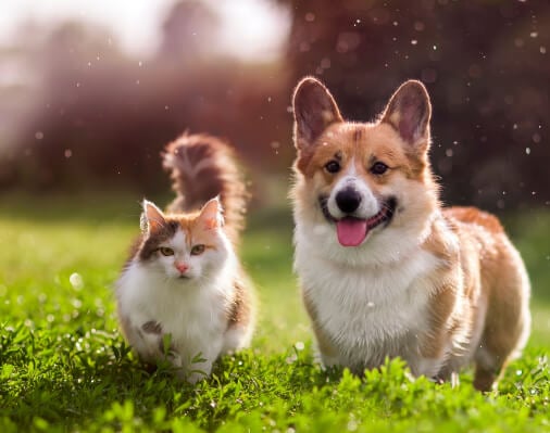 Keep Your Pet Safe and Healthy All Summer Long