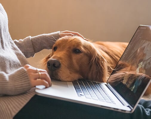 Prepare Pets for a New Routine