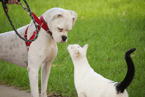 How to Introduce Cats to Resident Dogs