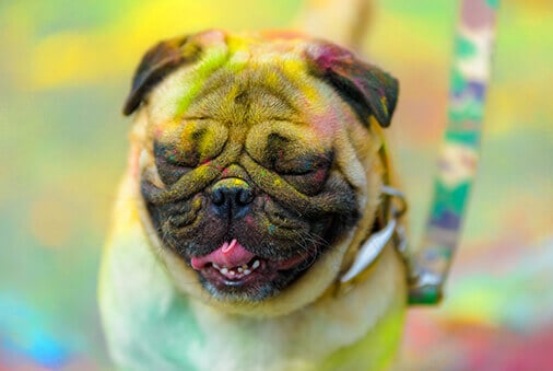 pug smiling covered in holi