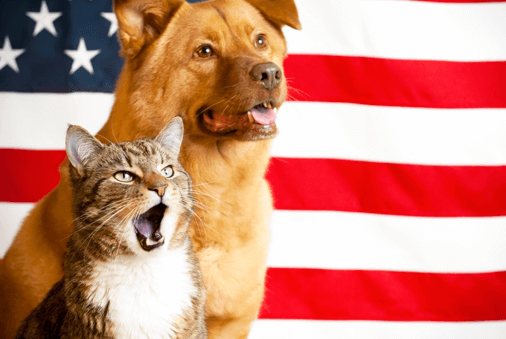 Tips for Calming Pets During Fireworks