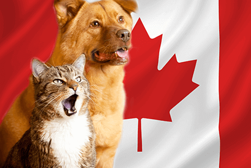 Tips for Calming Pets During Fireworks