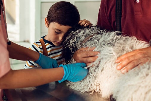 How to Cope with the Loss of a Pet