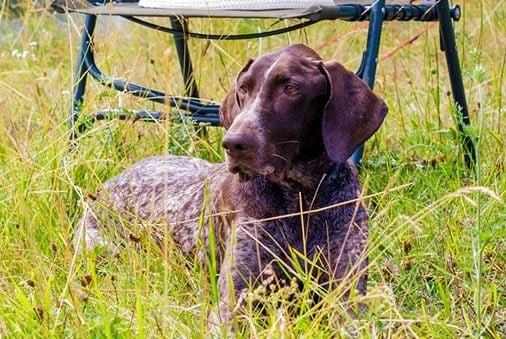 Pets, Bugs, and Critters: 7 Things to Know Before Your Camping Trip