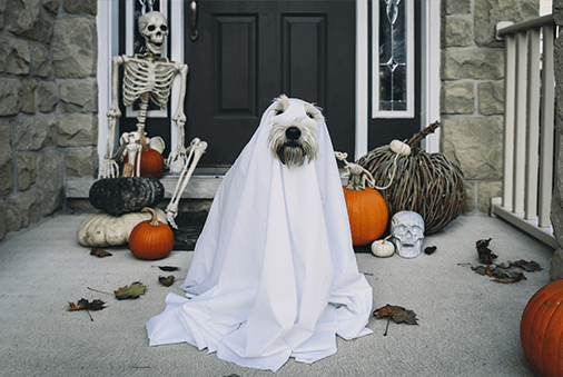 Tricks and Treats! How to Throw the Perfect Halloween Party for Your Pet 