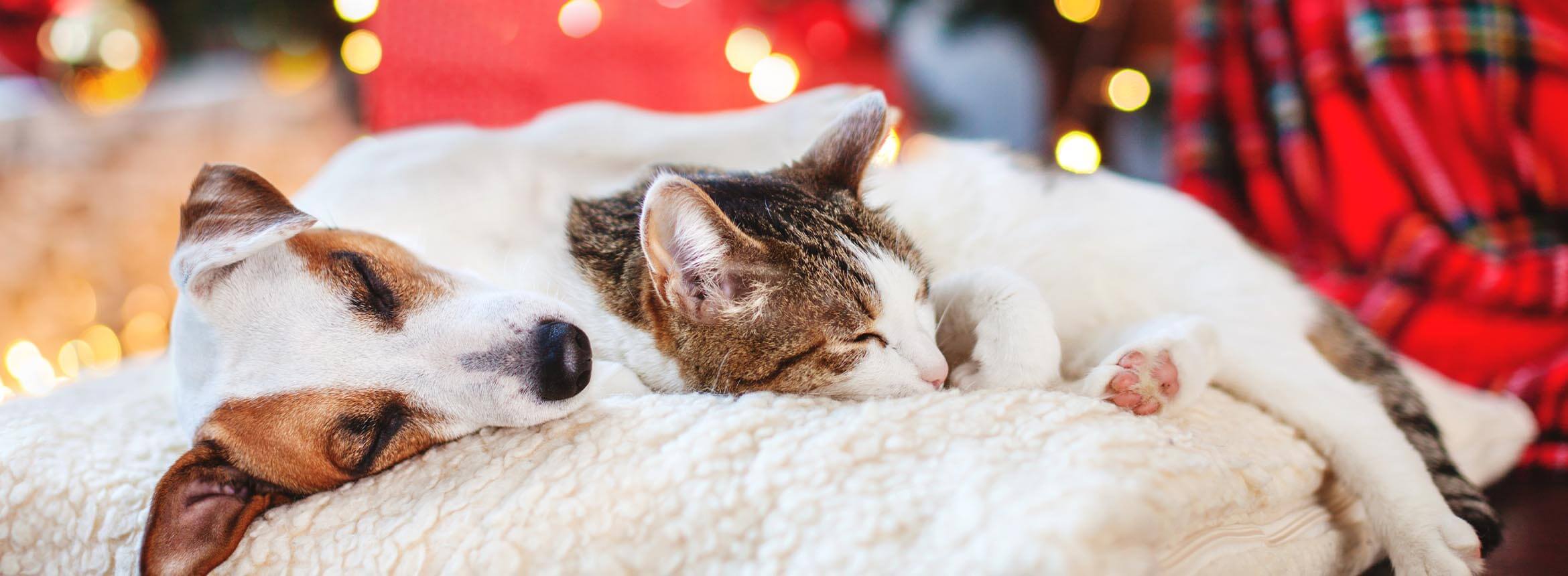 image of dog curled up in front of fire