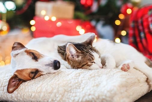 Our Best Holiday Decoration Tips for Pet Parents