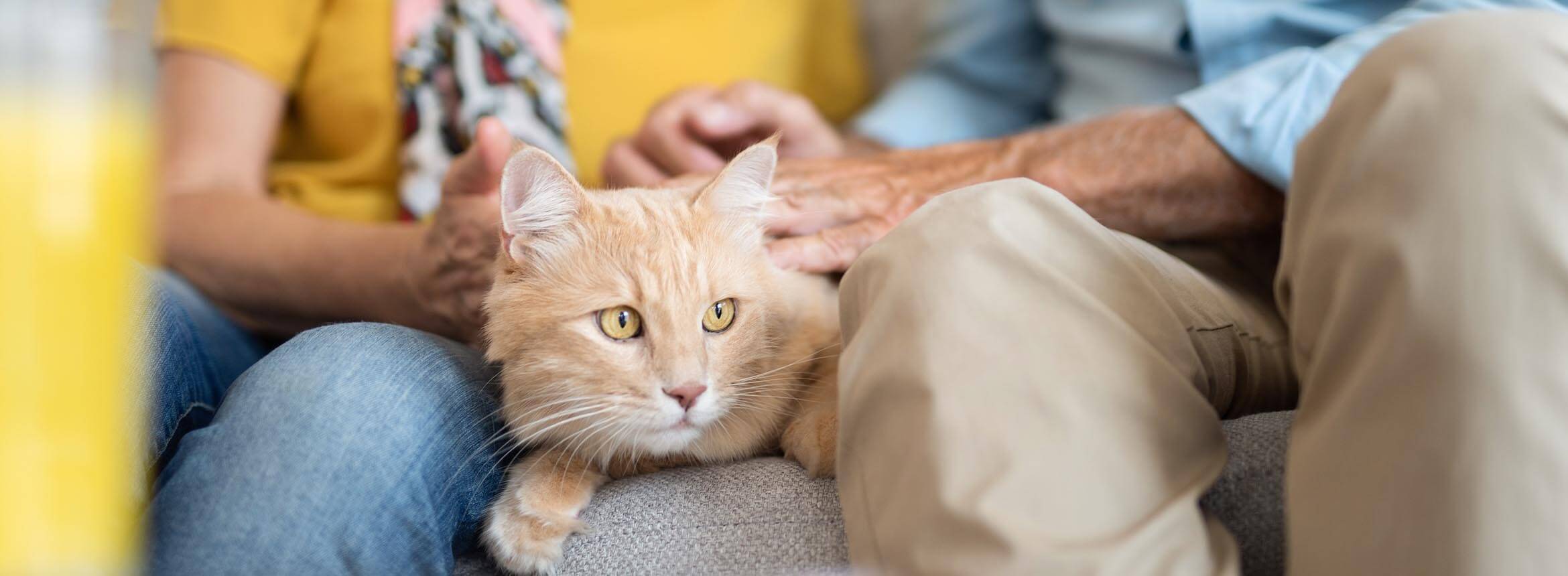 image of orange cat being held by woman