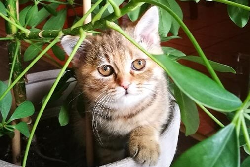 The Grandparent’s Guide to Pet Parenthood