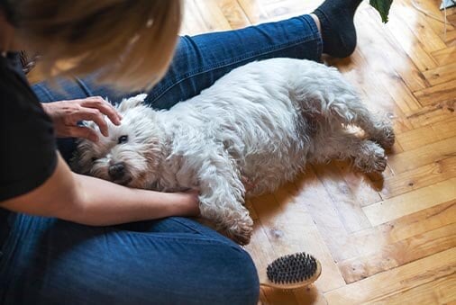 What to Expect When Your Pet Is Euthanized 