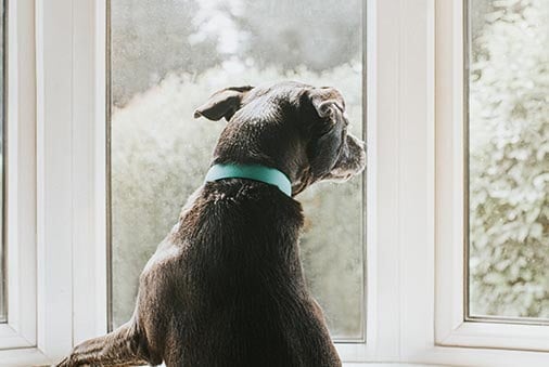 Your Grand-Furbaby Has Separation Anxiety. Now What? 