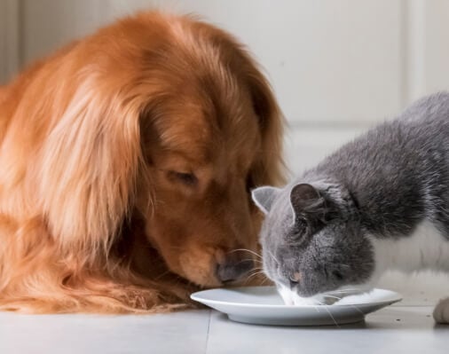 How much do you know about dogs and cats? 