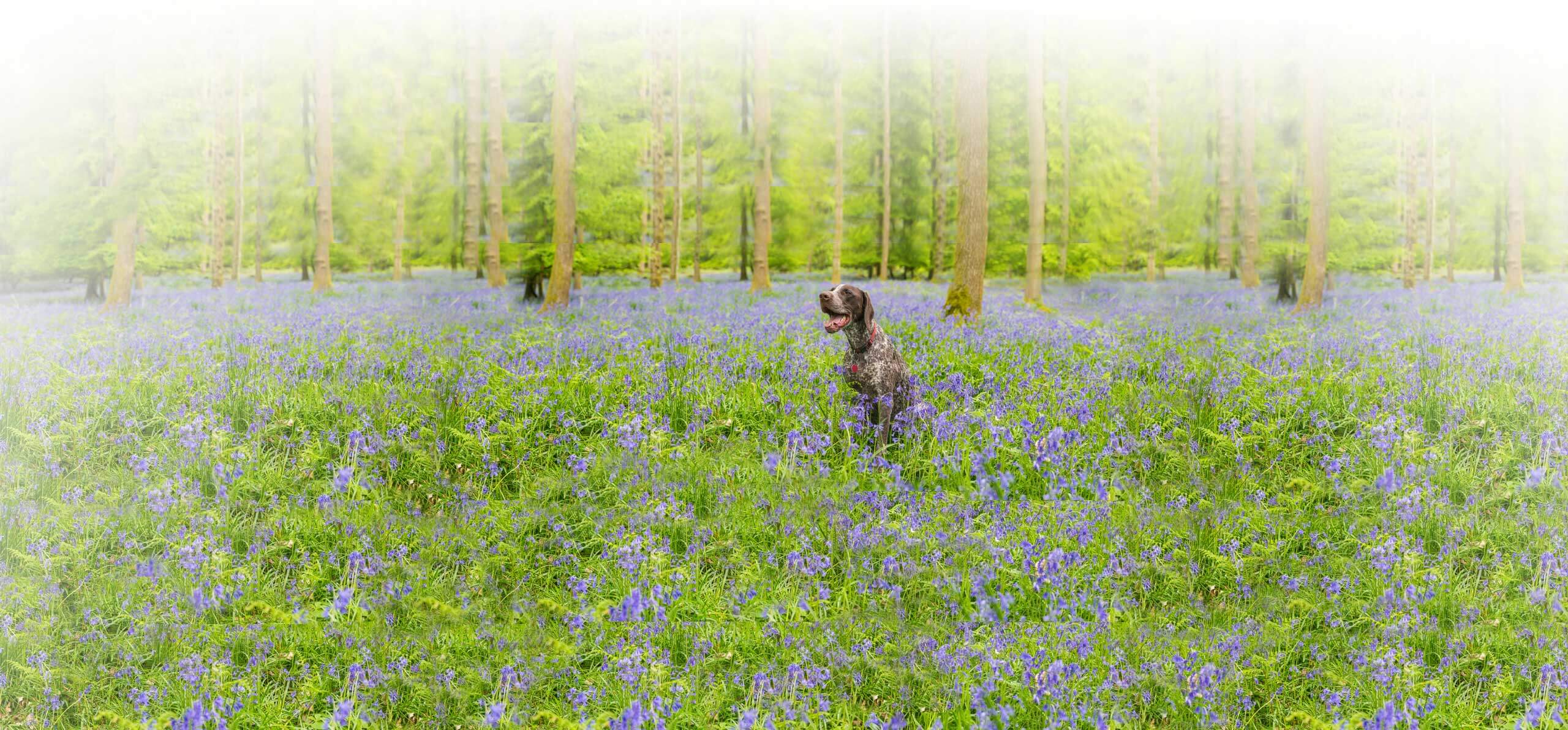 large dog sitting among purple flowers and other foliage