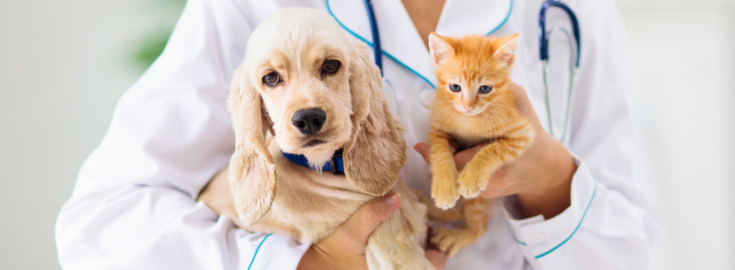 vet holding a dog and a cat