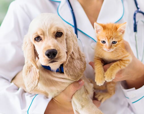 Spaying & Neutering: Pet Care
