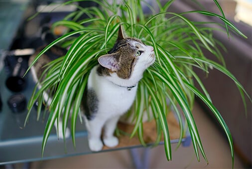 Which Plants are Safe for Pets? 