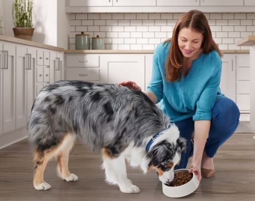 Blue Buffalo - A woman tenderly feeding her dog food while kneeling down, showing love and care towards her furry companion.