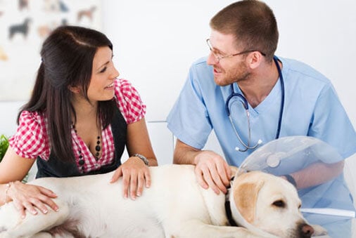 Choosing the Right Vet for Your Pet