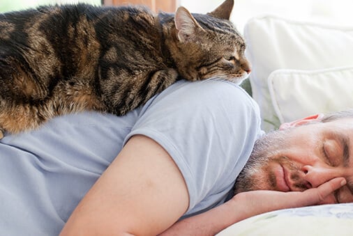 How Dog Lovers Can Bond with Cats