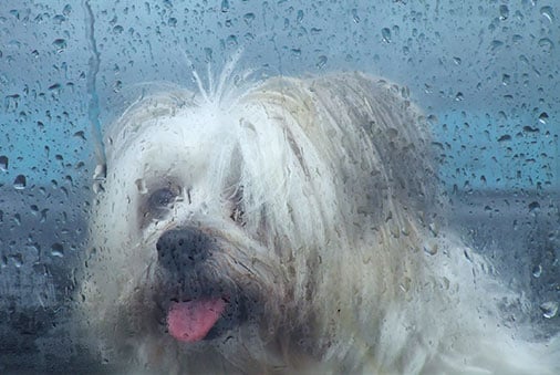 Tips for keeping pets calm during a storm