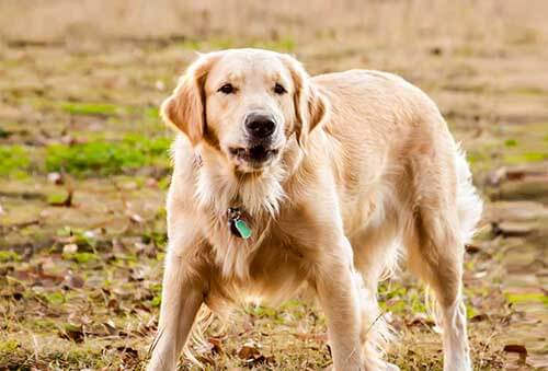 Dogging Fleas and Ticks: Debugging Your Canine