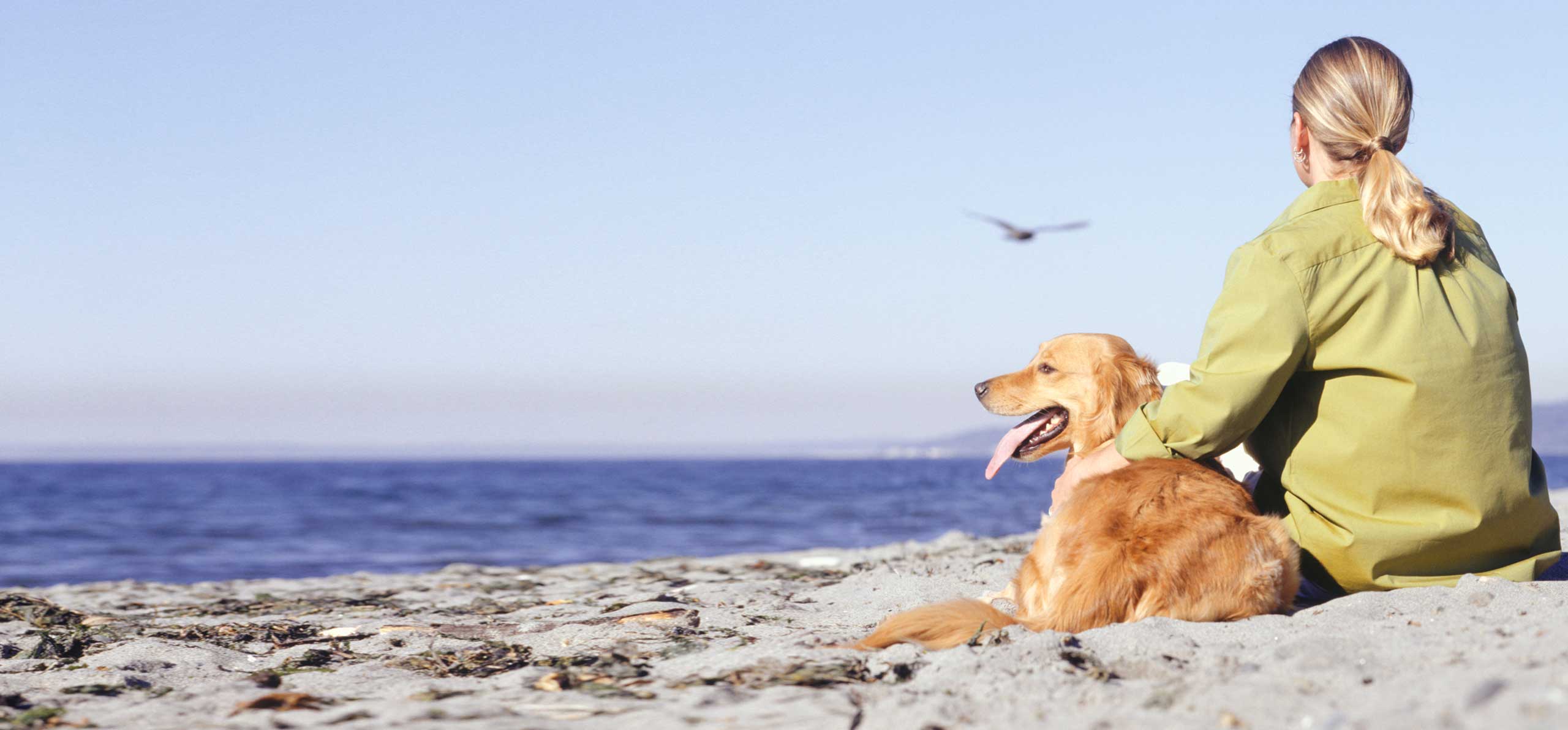 Dog on the beach