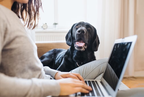 What Every Pet Parent Needs to Know About COVID-19