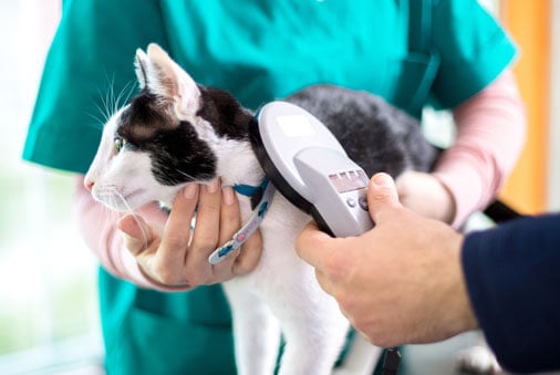 Should You Microchip Your Dog or Cat?