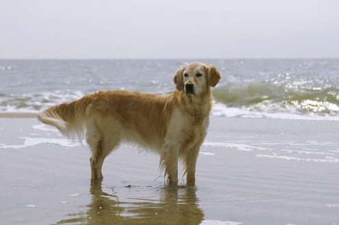 Golden retriever standing in shallow water on a beach with the ocean in the background.