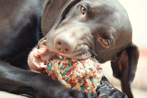 Picking the Right Toys for Dogs and Cats