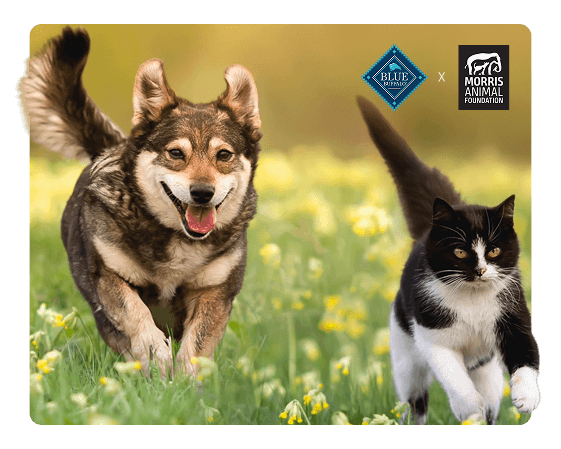 Dog and cat running in a field
