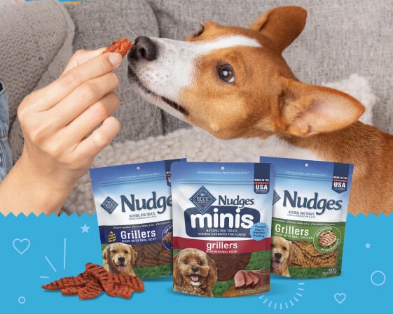 A brown and white dog is shown being fed treats and pictured with 3 bags of BLUE Nudges dog treats.